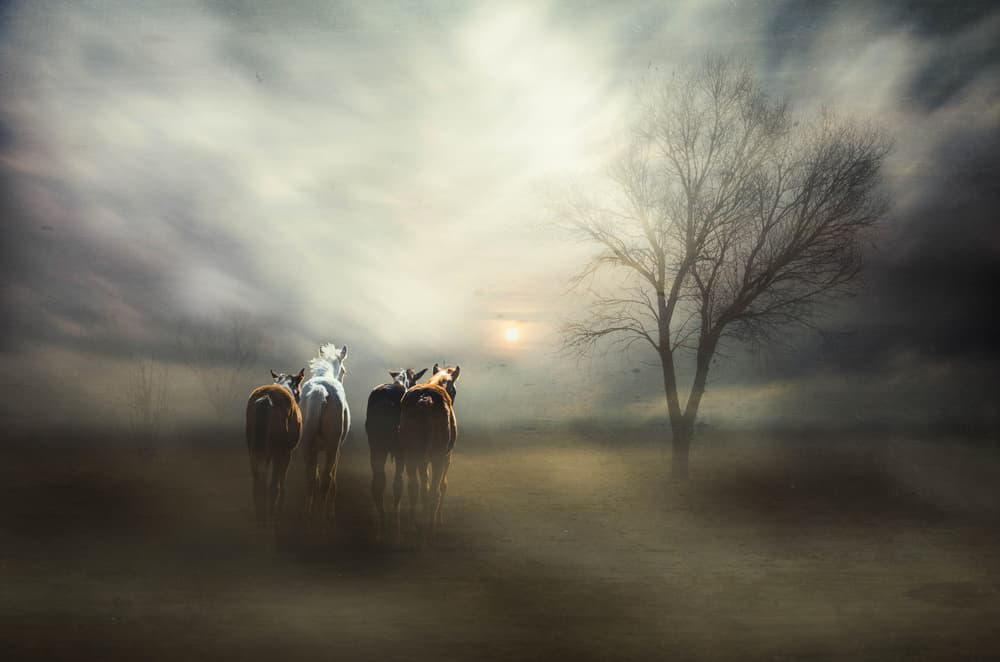 Wild Horses at Sunset by Charlaine Gerber — canvas wall art