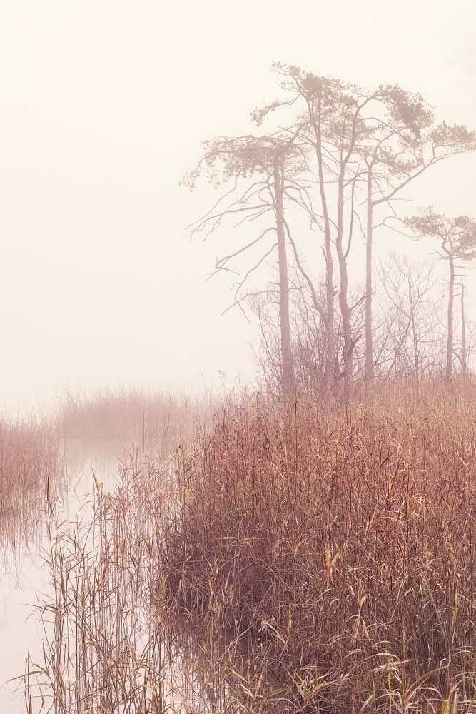 Serene Foggy Marsh by Ulrike Eisenmann — canvas wall art
