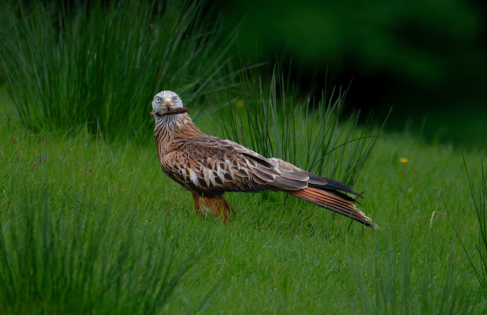 Red Kite In Green Grass by Erik Engström — canvas wall art