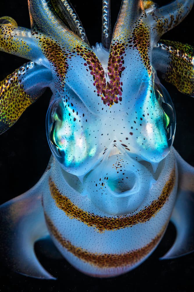 Vibrant Reef Squid by Barathieu Gabriel — canvas wall art