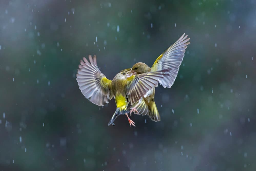 Greenfinch Aerial Duel by Marco Redaelli — canvas wall art