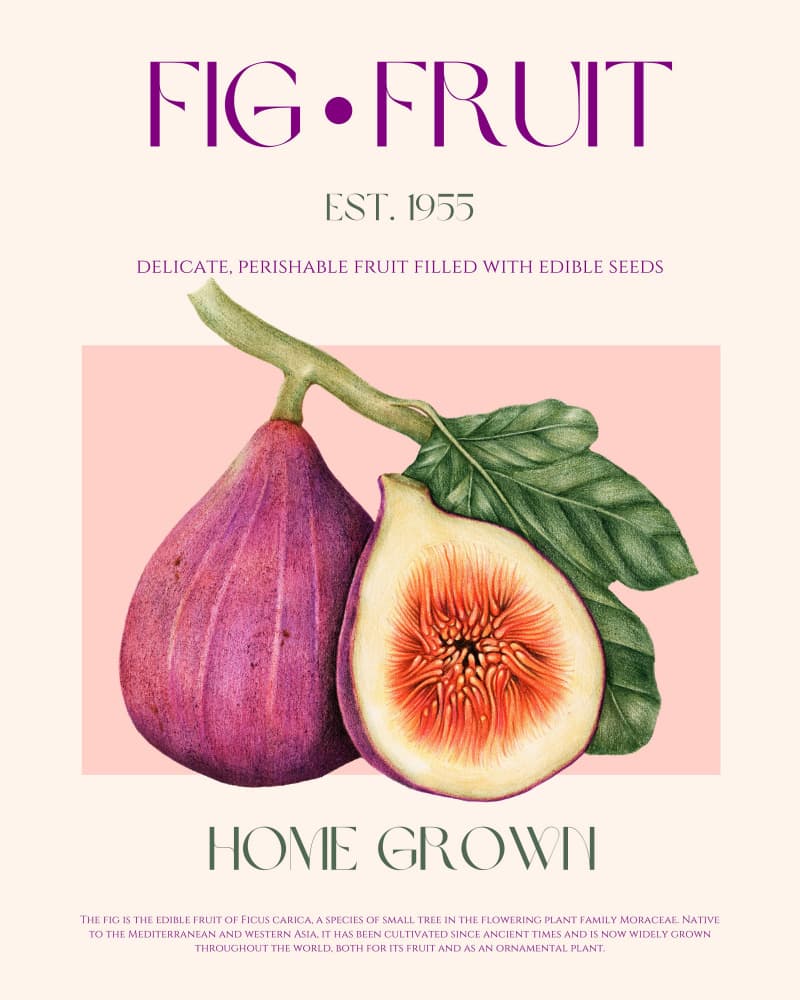 Fresh Botanical Figs by Nazma Khokhar — canvas wall art