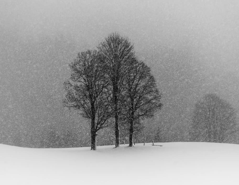 Snowy Winter Trees by Andy Dauer — canvas wall art