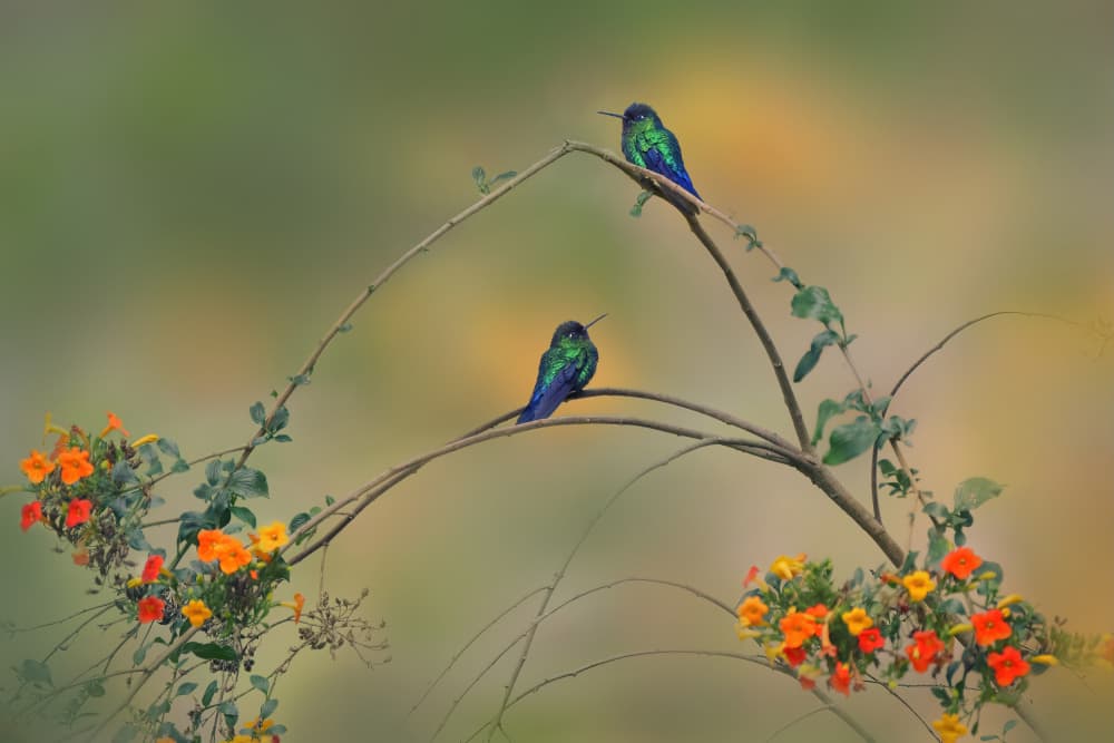 Vibrant Hummingbirds on Vine by Qing Zhao — canvas wall art