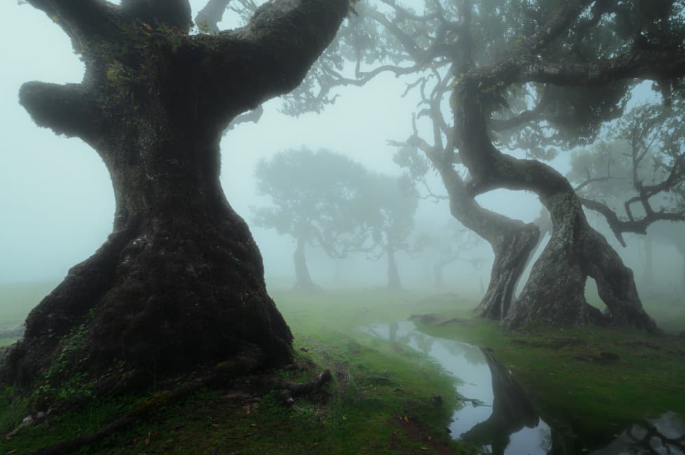 Misty Ancient Forest by David Martin Castan — canvas wall art