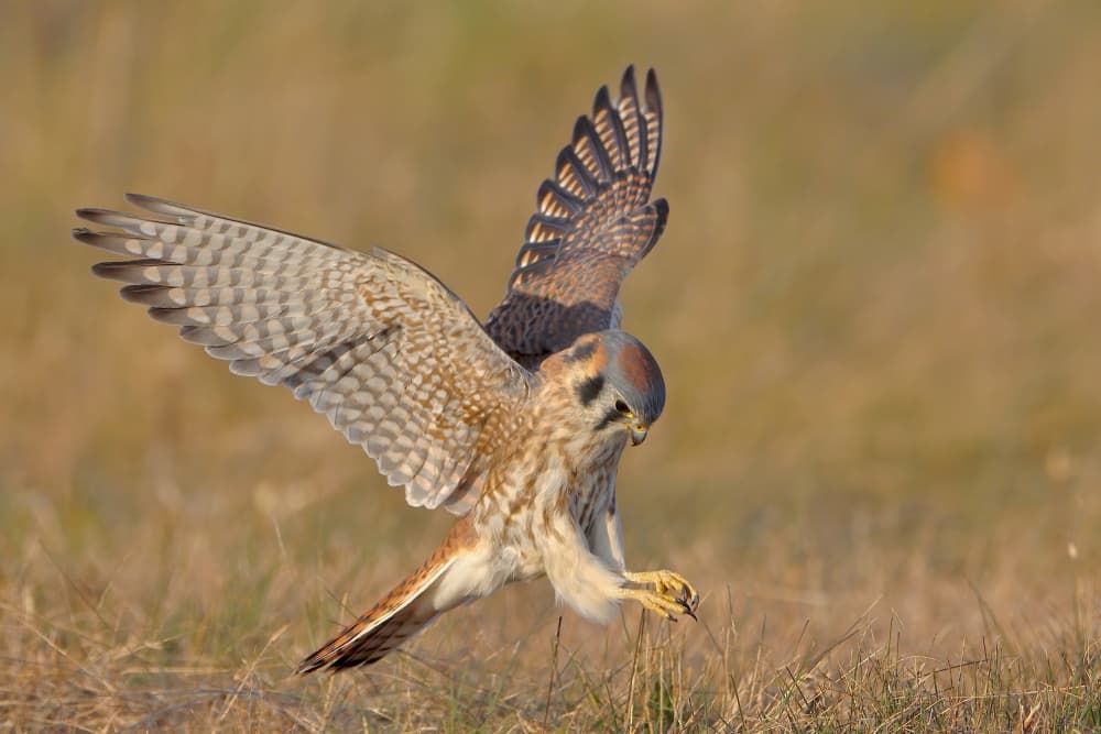 American Kestrel Landing by Gavin Lam — canvas wall art
