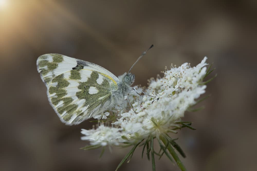 White Butterfly on Bloom by AYMAN KHRBAWE — canvas wall art