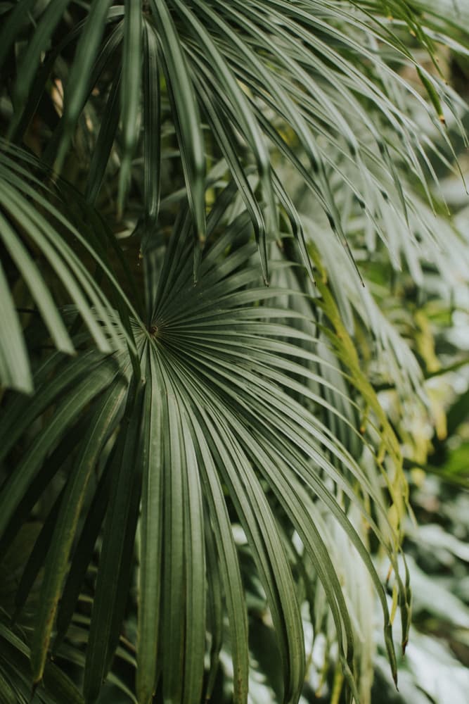 Lush Palm Leaves by Claudia Casal — canvas wall art