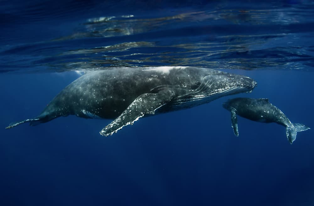 Humpback Whale and Calf by Cédric Péneau — canvas wall art