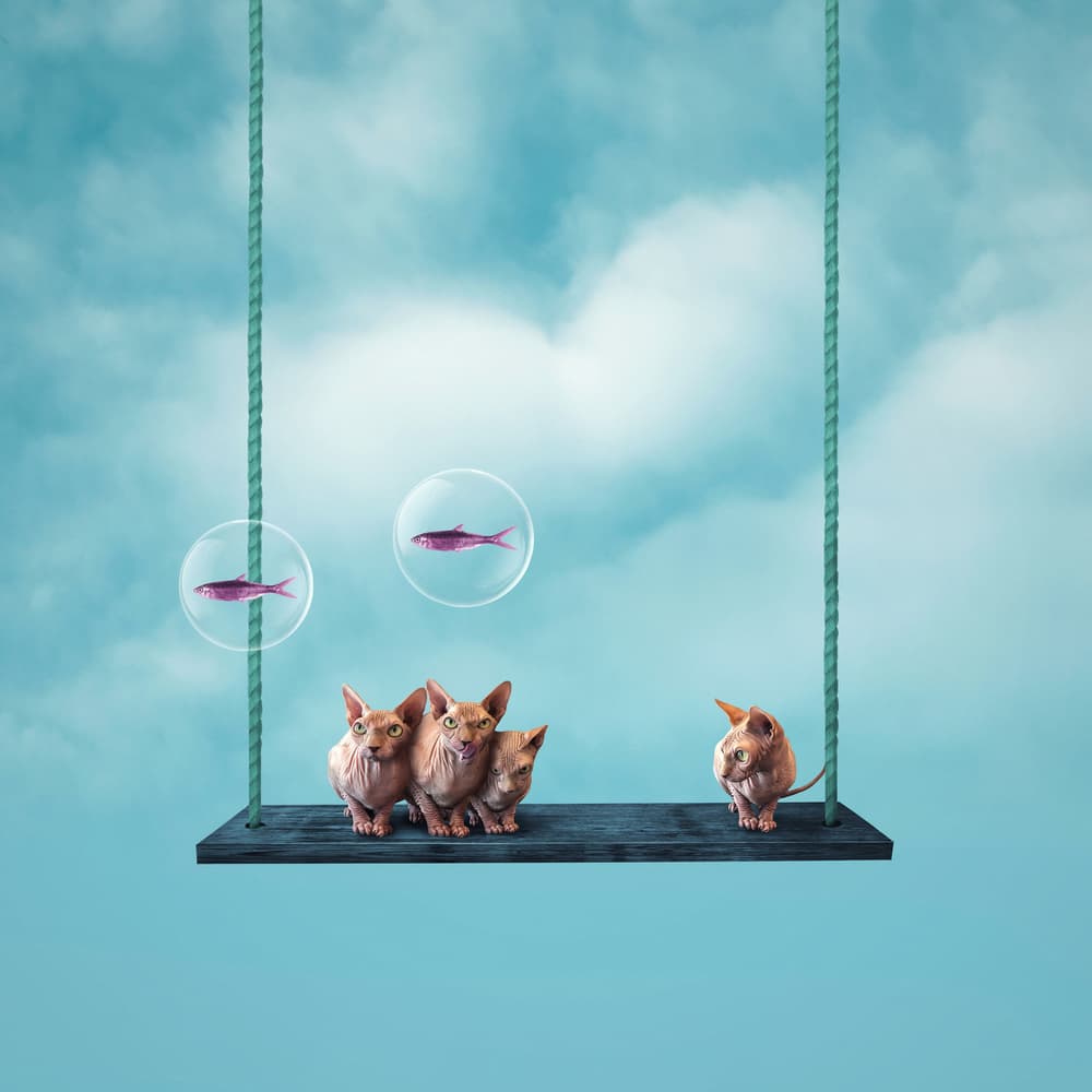 Dreamy Sphynx Swing by hardibudi — canvas wall art