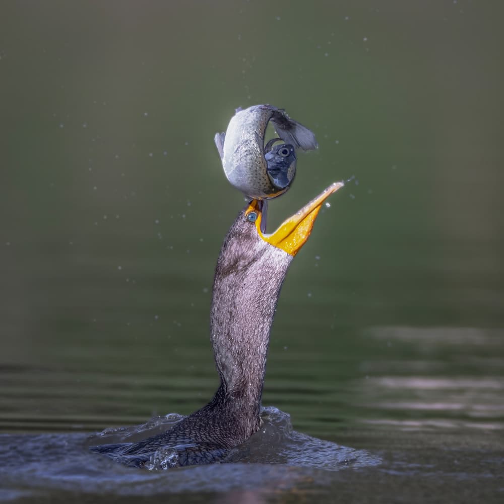 Cormorant Catching Fish by Taksing (吉星高照) — canvas wall art