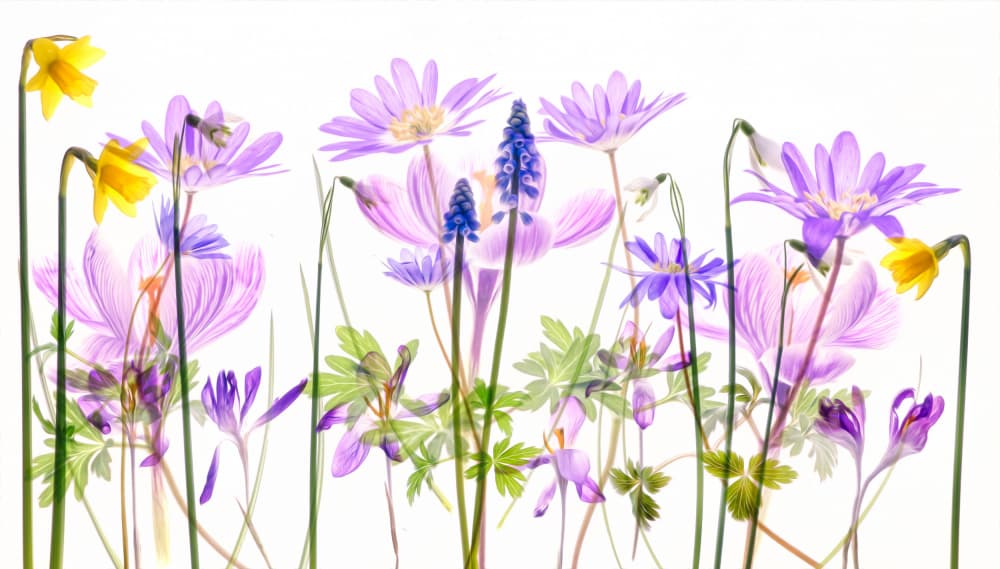 Spring Garden Transparency by Hilda van der Lee — canvas wall art
