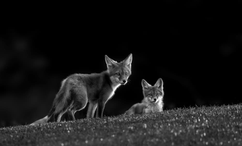 Alert Fox Family by ANNA AN — canvas wall art