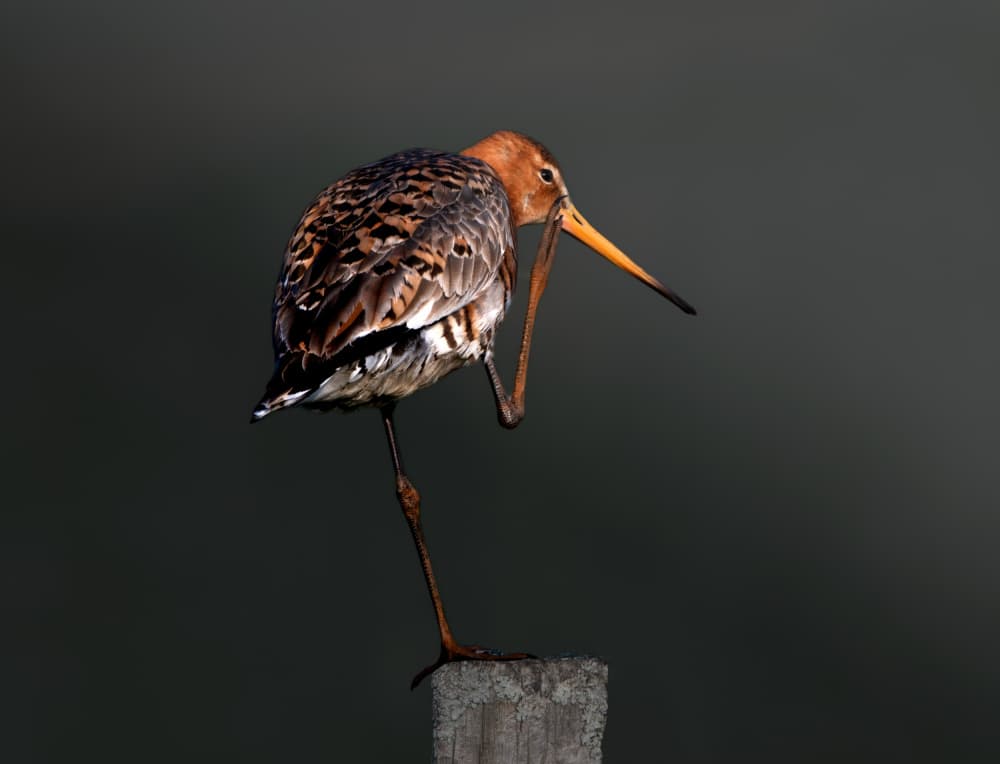 Wading Bird Scratching Post by Erik Engström — canvas wall art