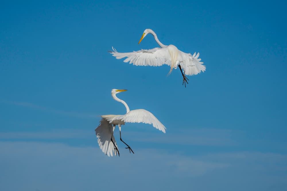 Graceful Egrets Flying by Rob Li — canvas wall art