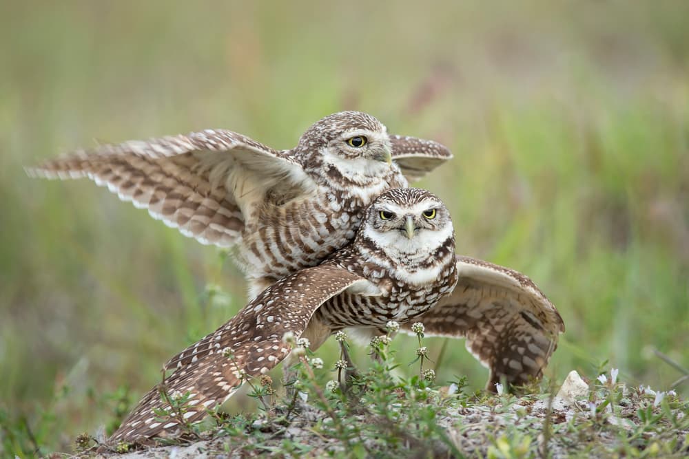 Burrowing Owl Pair by Linda D Lester — canvas wall art