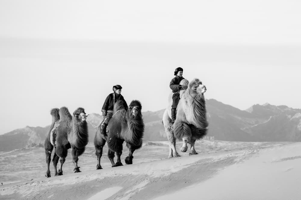 Desert Camel Journey by ADIREK M — canvas wall art