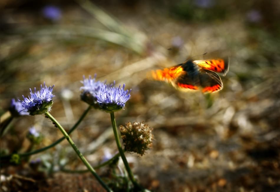 Vibrant Butterfly, Purple Blooms by Niels Christian Wulff — canvas wall art