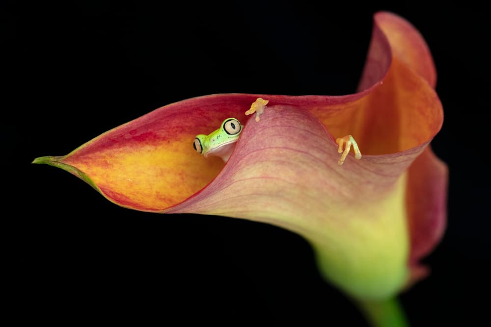 Frog Hiding in Lily by Linda D Lester — canvas wall art