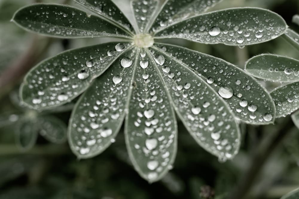 Dewy Green Leaf by Tal Paz-Fridman — canvas wall art