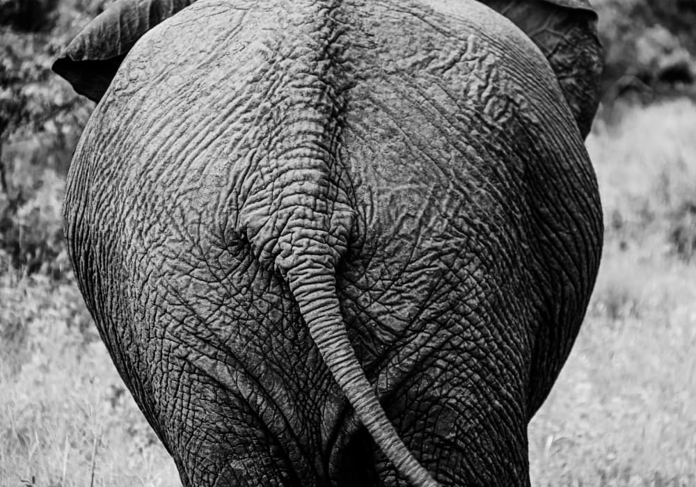 Majestic Elephant Rear by Felicia Berlin — canvas wall art