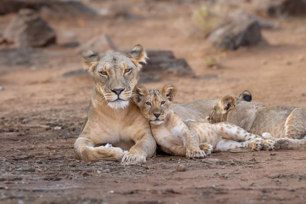 Peaceful Lion Family by Mark Strom — canvas wall art
