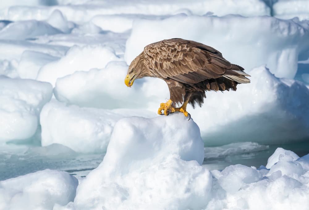 Sea Eagle On Ice by Larry Deng APA — canvas wall art