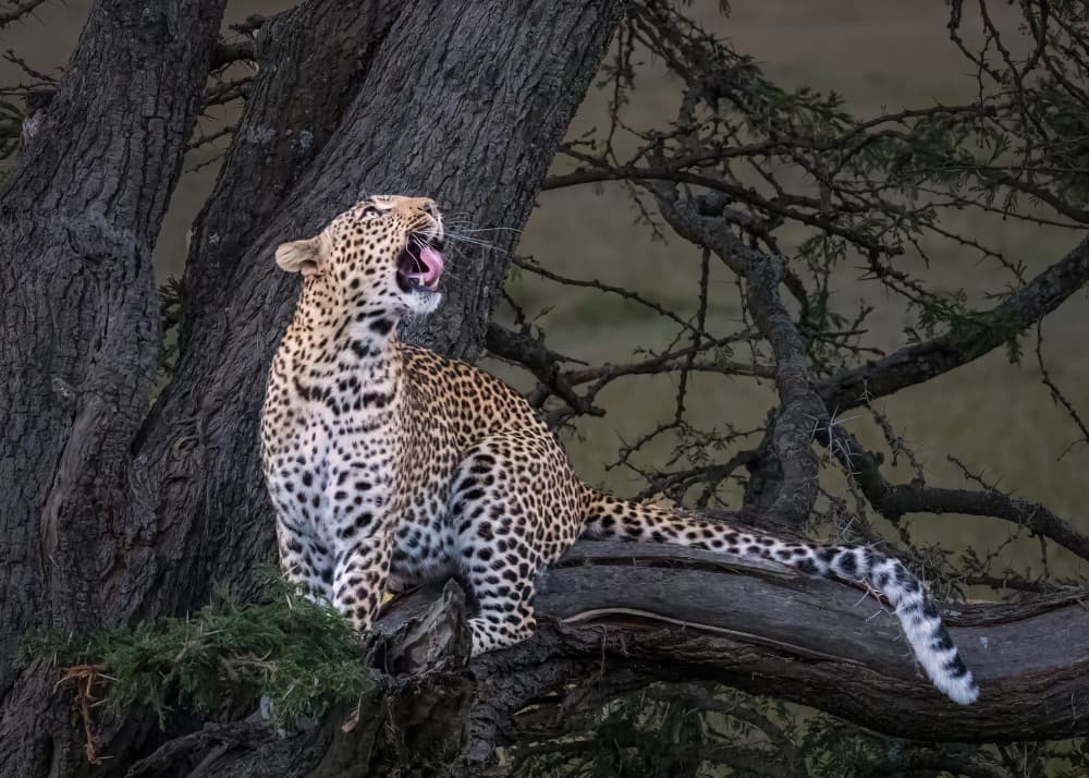 Wild Leopard Yawning by John J. Chen — canvas wall art