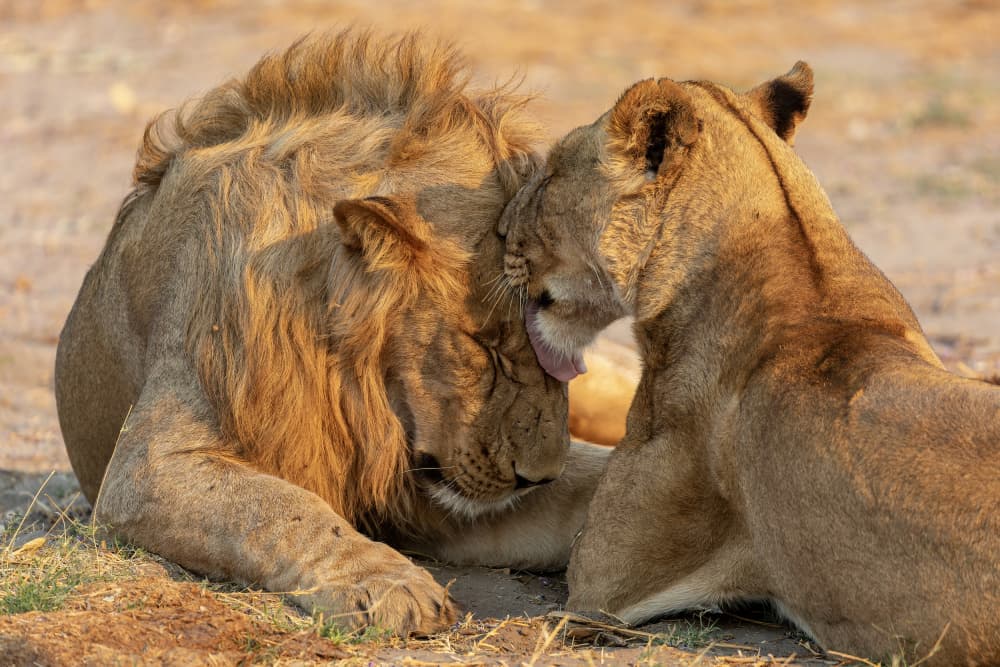 Tender Lion Embrace by Alessandro Catta — canvas wall art