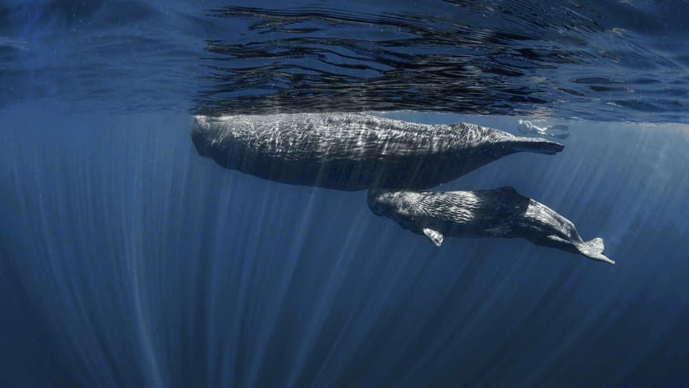 Sperm Whales Underwater by Jennifer Lu — canvas wall art