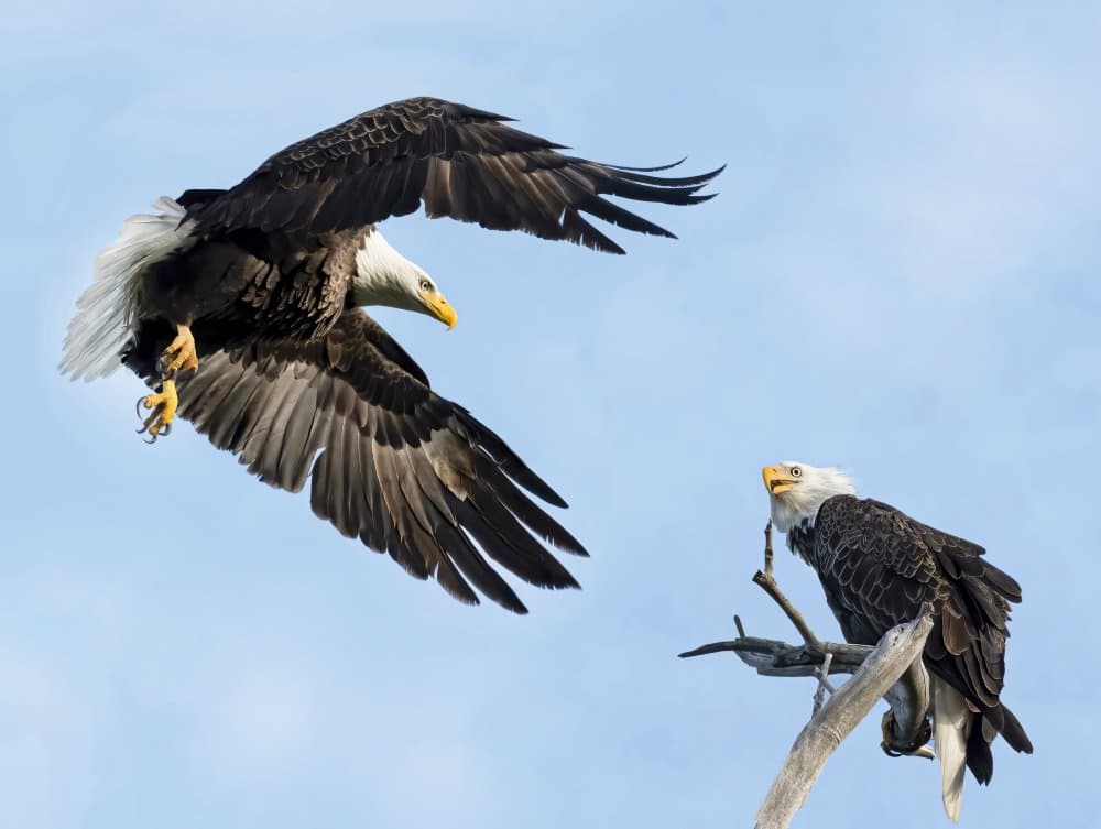 Majestic Bald Eagles by Jane Lyons — canvas wall art