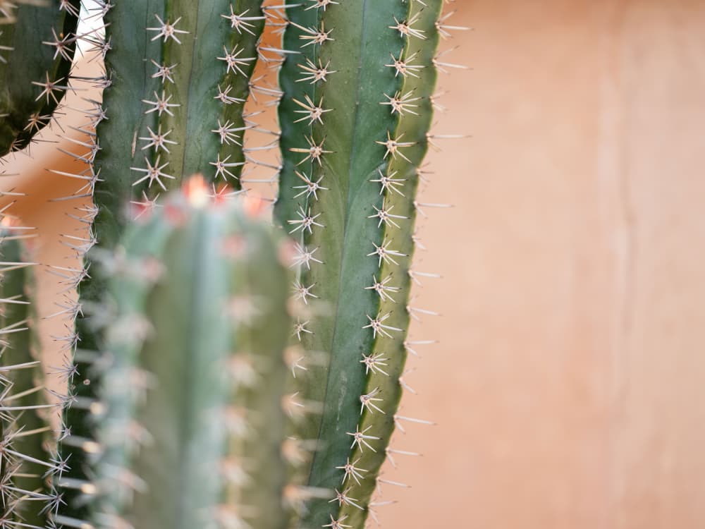 Botanical Pastel Marrakech by Raisa Zwart — canvas wall art