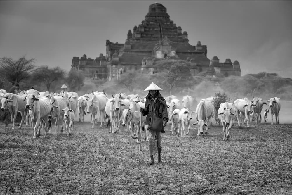 Cattle Herder Ancient Temple by Gunarto Song — canvas wall art