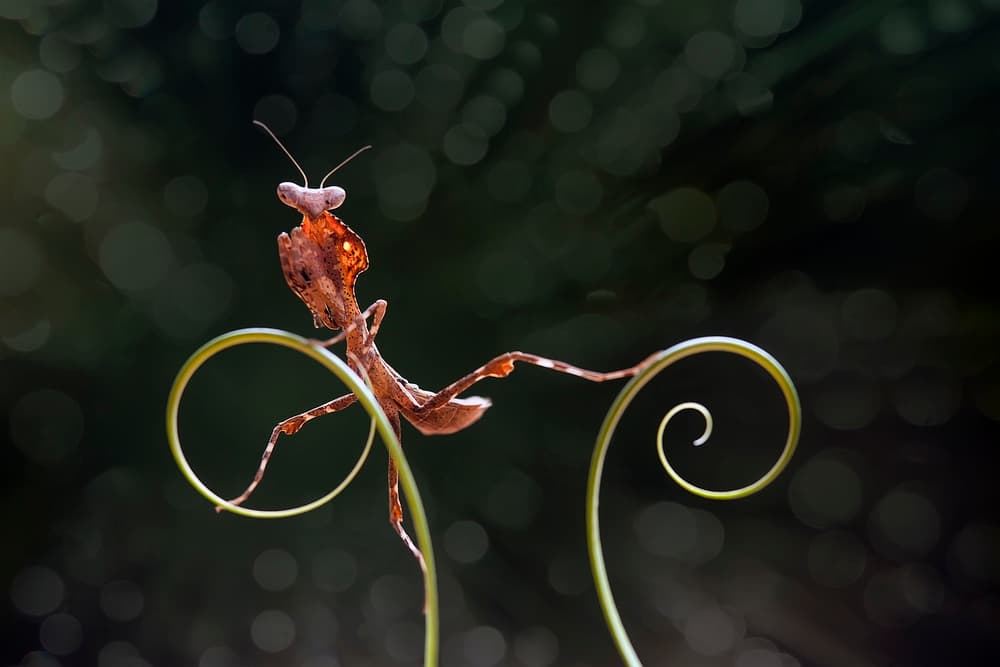 Elegant Mantis Balance by Abdul Gapur Dayak — canvas wall art