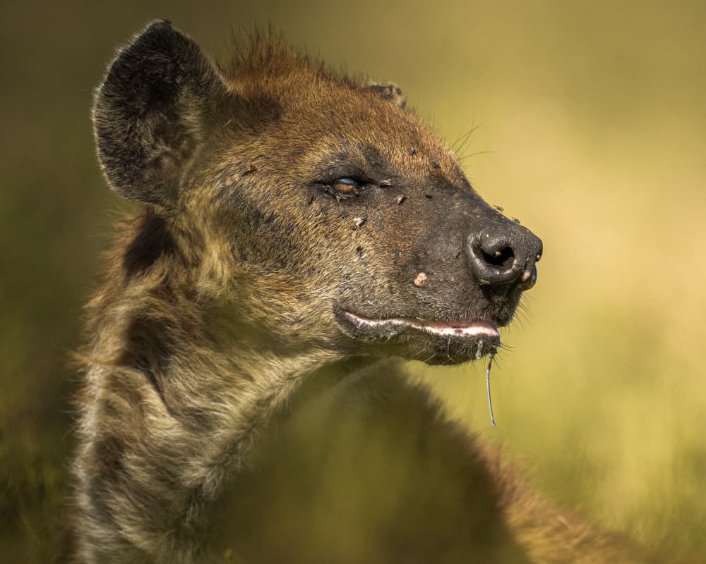 Wild Hyena Portrait by Ahmed Sobhi — canvas wall art