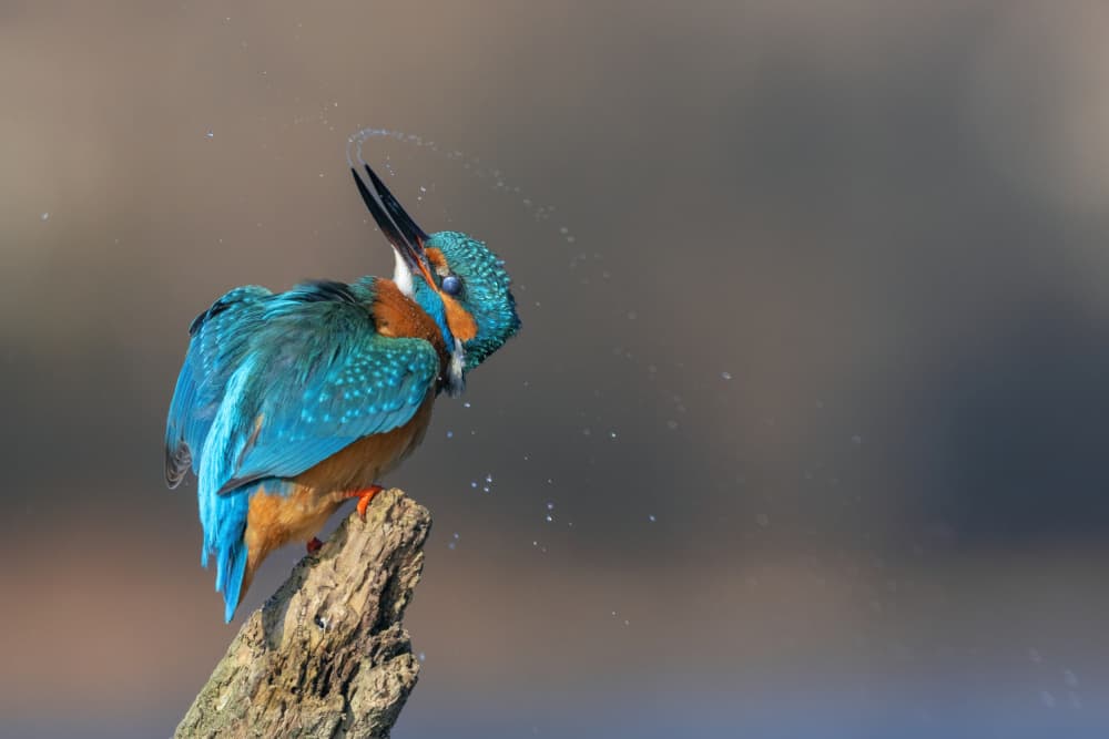 Vibrant Kingfisher Splash by TONY GORAN — canvas wall art