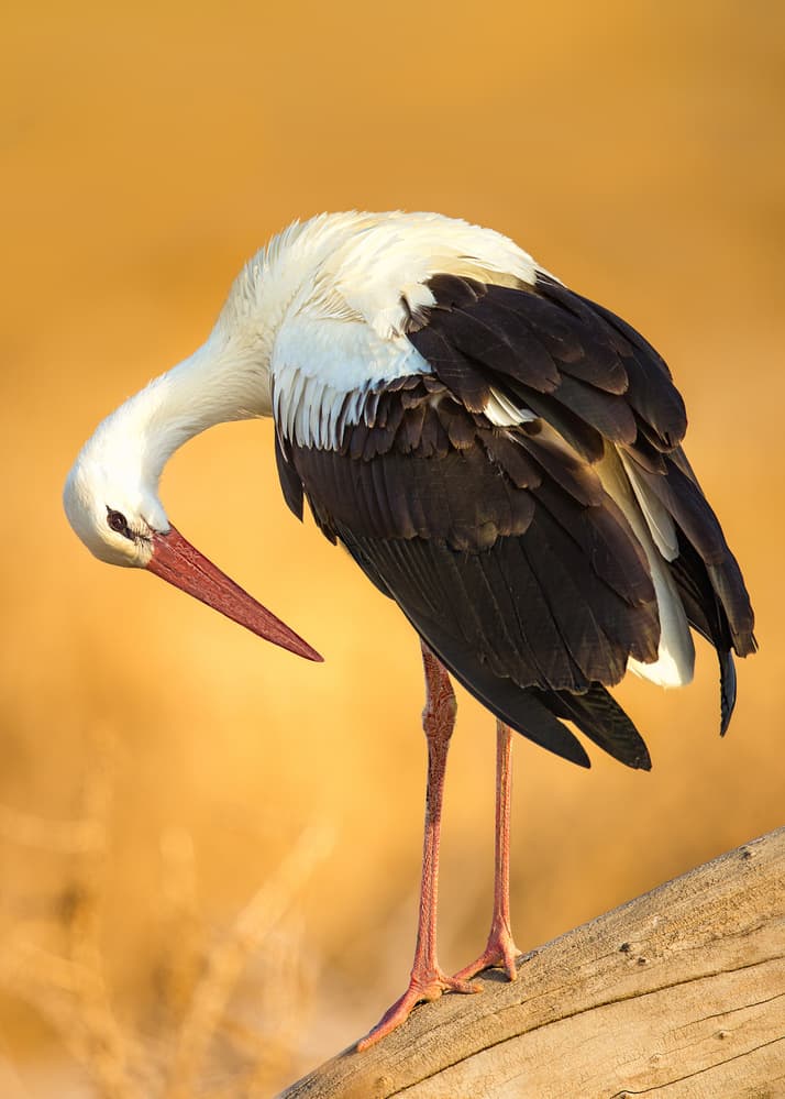 Stork in Golden Light by Faisal ALnomas — canvas wall art