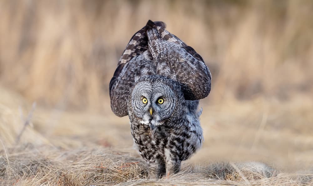 Great Grey Owl Hunting by Jie Fischer — canvas wall art