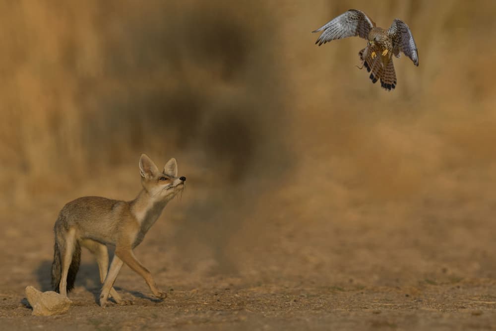 Desert Fox Dust Encounter by David Manusevich — canvas wall art