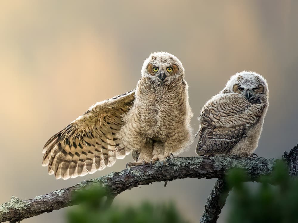 little owl at dusk by Taksing (吉星高照) — canvas wall art