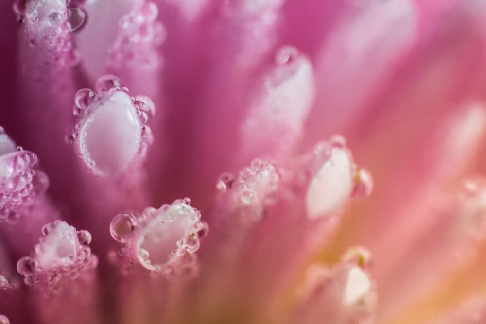 Pink Petal Water Drops by Javier Pardina — canvas wall art