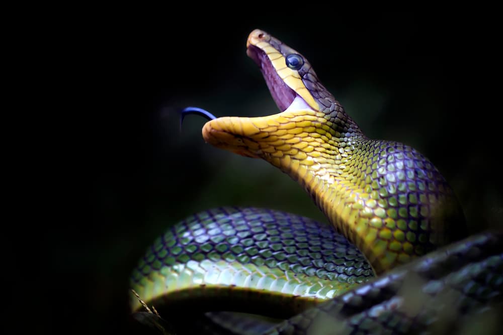 Vivid Green Snake Open Mouth by Fauzan Maududdin — canvas wall art