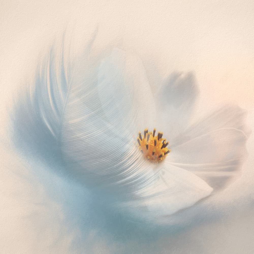 Dreamy Flower Feather by Gaille Gray — canvas wall art