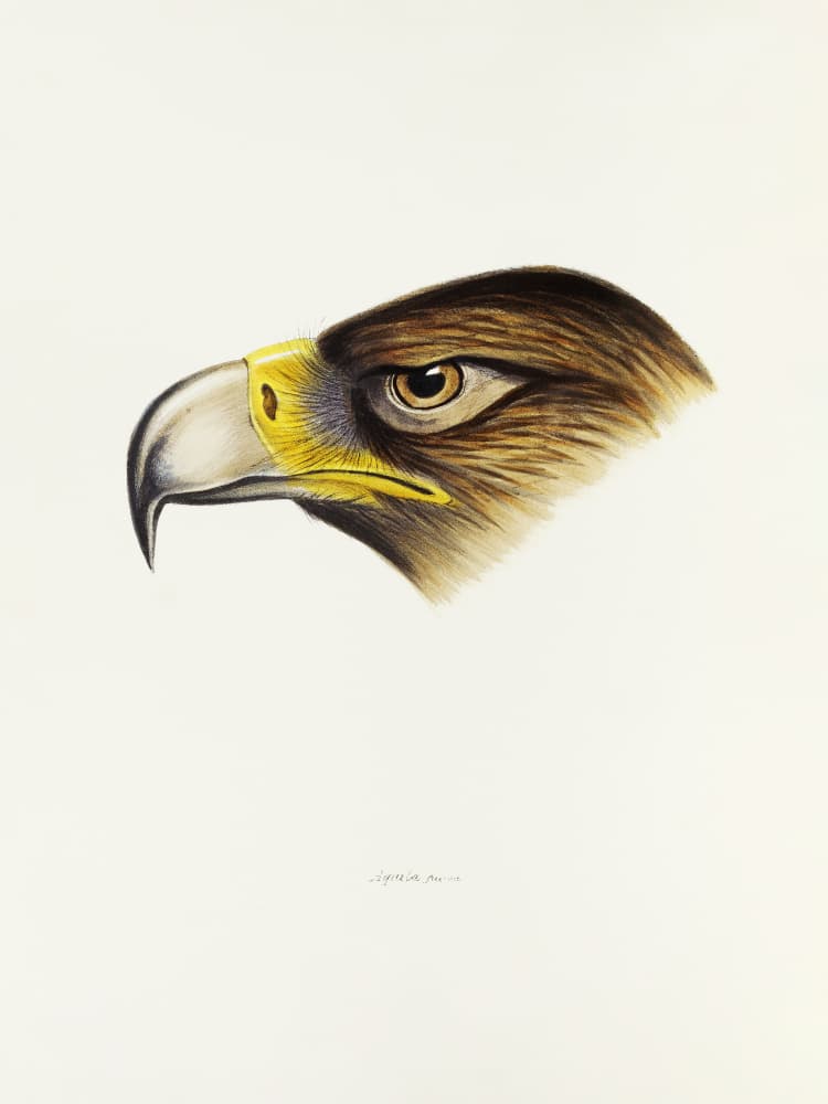 Wedge Tailed Eagle by Elizabeth and John Gould — canvas wall art