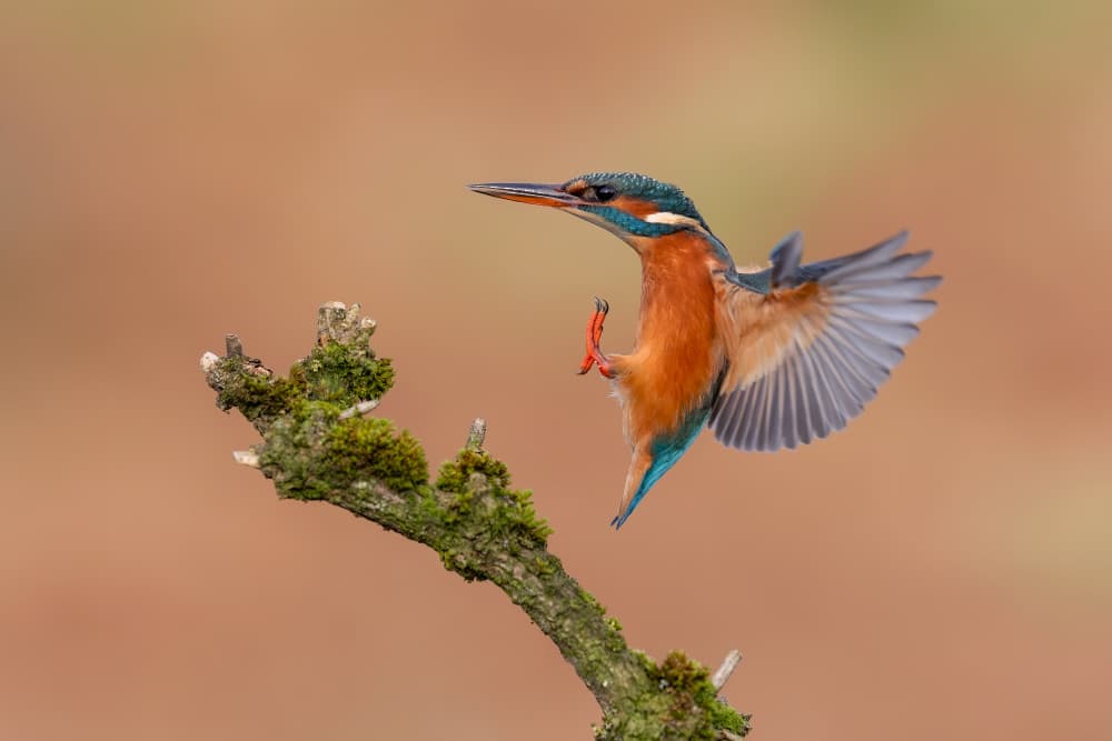 Kingfisher Landing Moment by Max Wang — canvas wall art