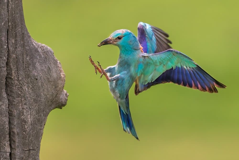 Vibrant Roller In Flight by Jun Zuo — canvas wall art
