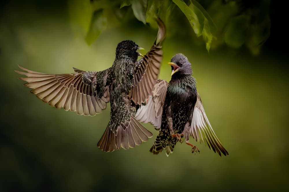 Starling Skirmish by Gert J ter Horst — canvas wall art