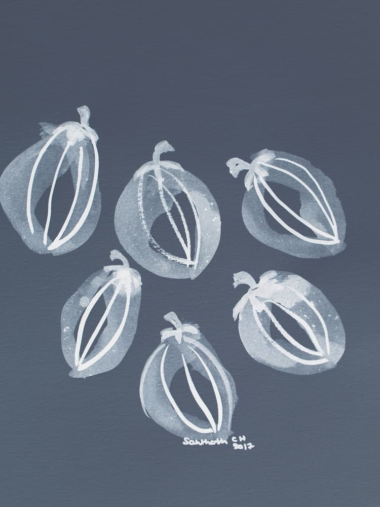 White Seed Pods by Santhosh ch — canvas wall art