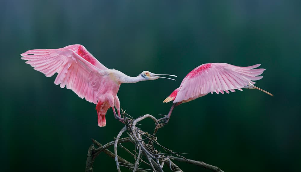 Roseate Spoonbills Landing by Qing Zhao — canvas wall art