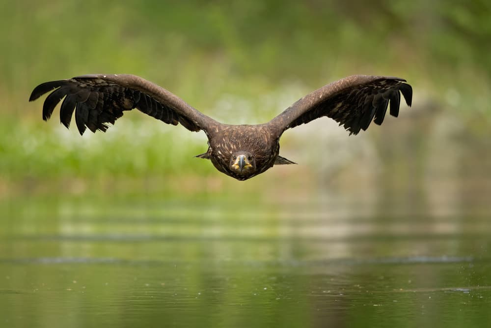 Flying Eagle Over Water by Milan Zygmunt — canvas wall art